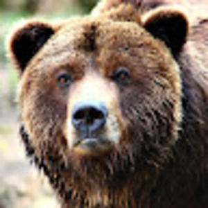 Meet your Posher, Cannoli